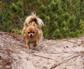 Chihuahua Armani billede 19