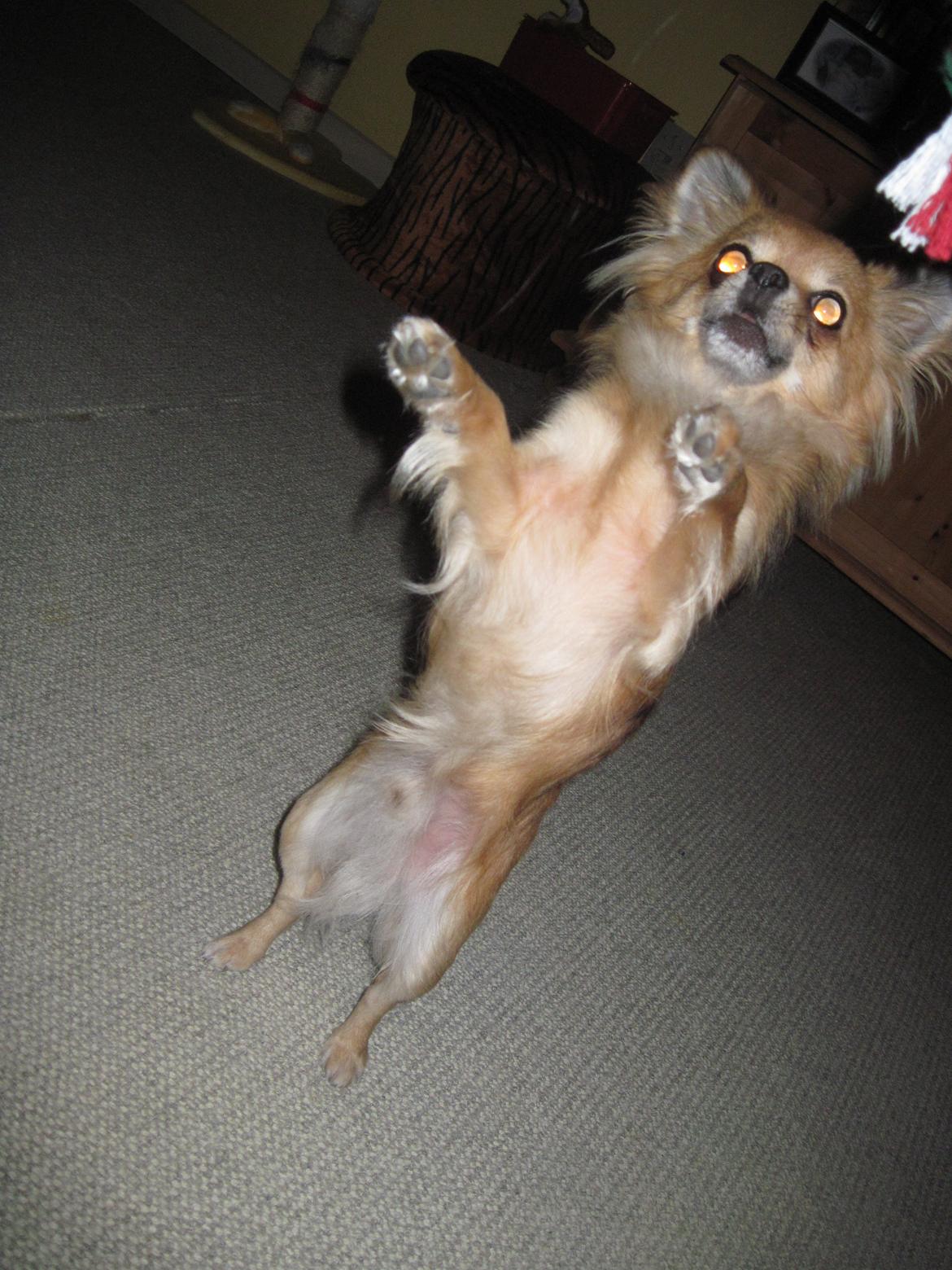 Chihuahua Armani billede 20