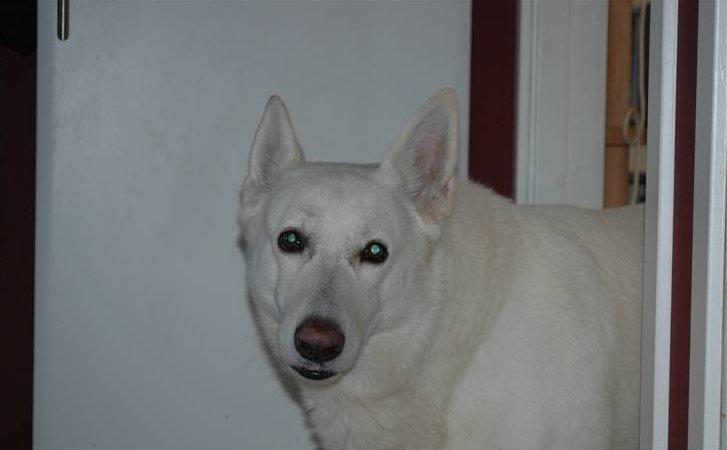 Hvid Schweizisk Hyrdehund Baldo *R.I.P. 02.03.2012 ;(* billede 20