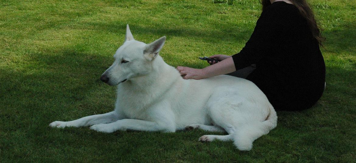 Hvid Schweizisk Hyrdehund Baldo *R.I.P. 02.03.2012 ;(* billede 1