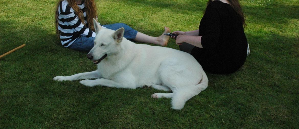 Hvid Schweizisk Hyrdehund Baldo *R.I.P. 02.03.2012 ;(* billede 18