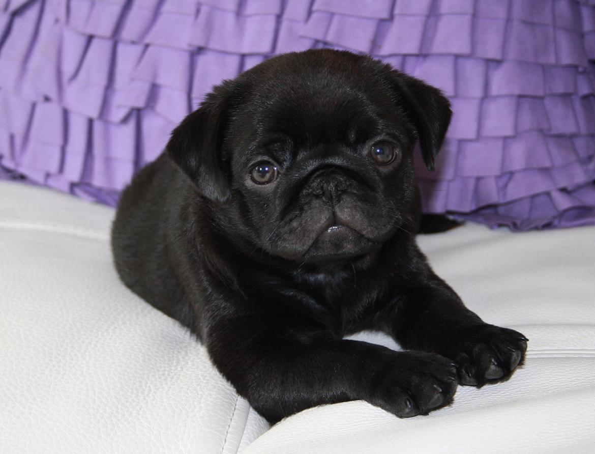 Mops Charlie billede 12