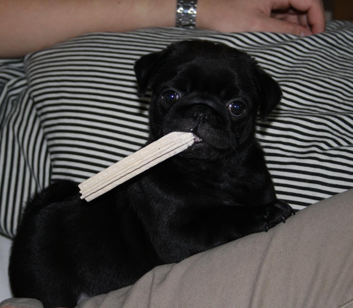 Mops Charlie billede 13