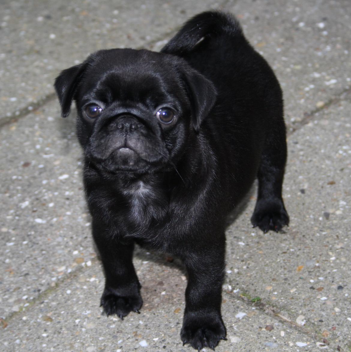 Mops Charlie billede 14