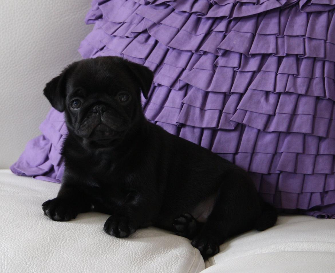 Mops Charlie billede 15