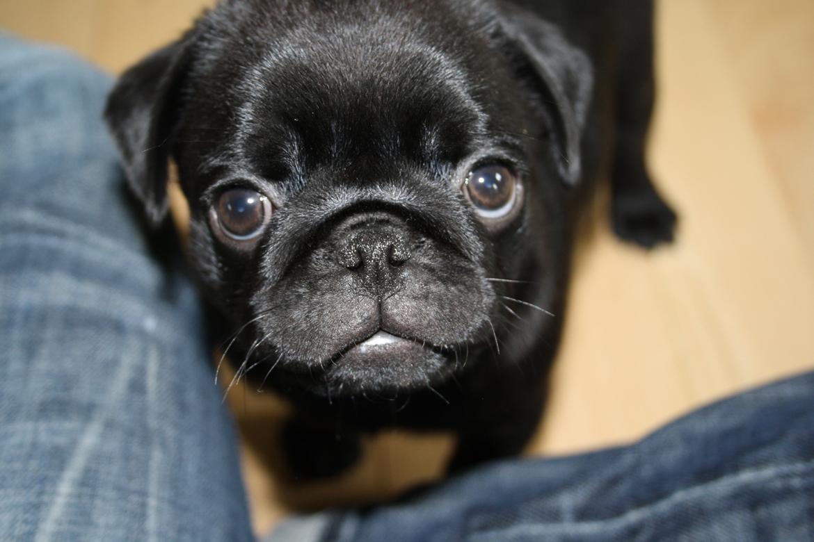 Mops Charlie billede 16