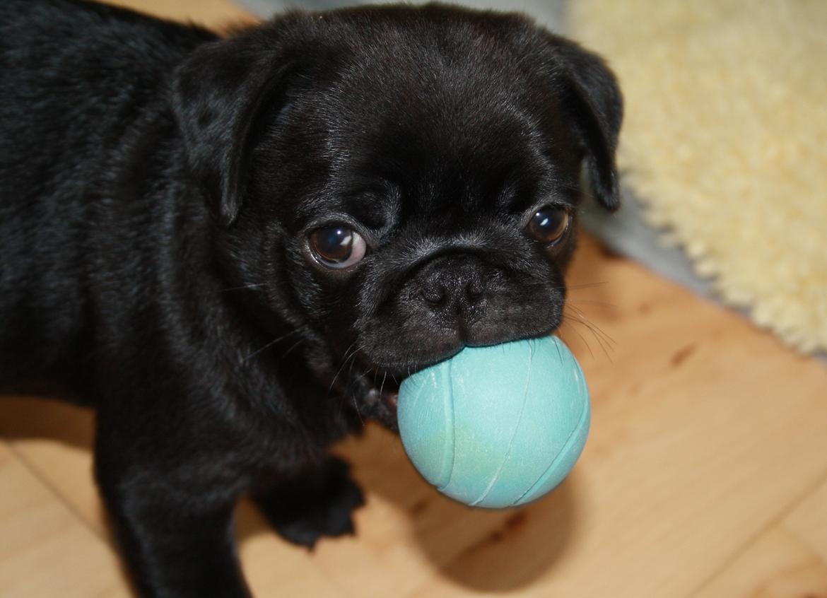 Mops Charlie billede 18