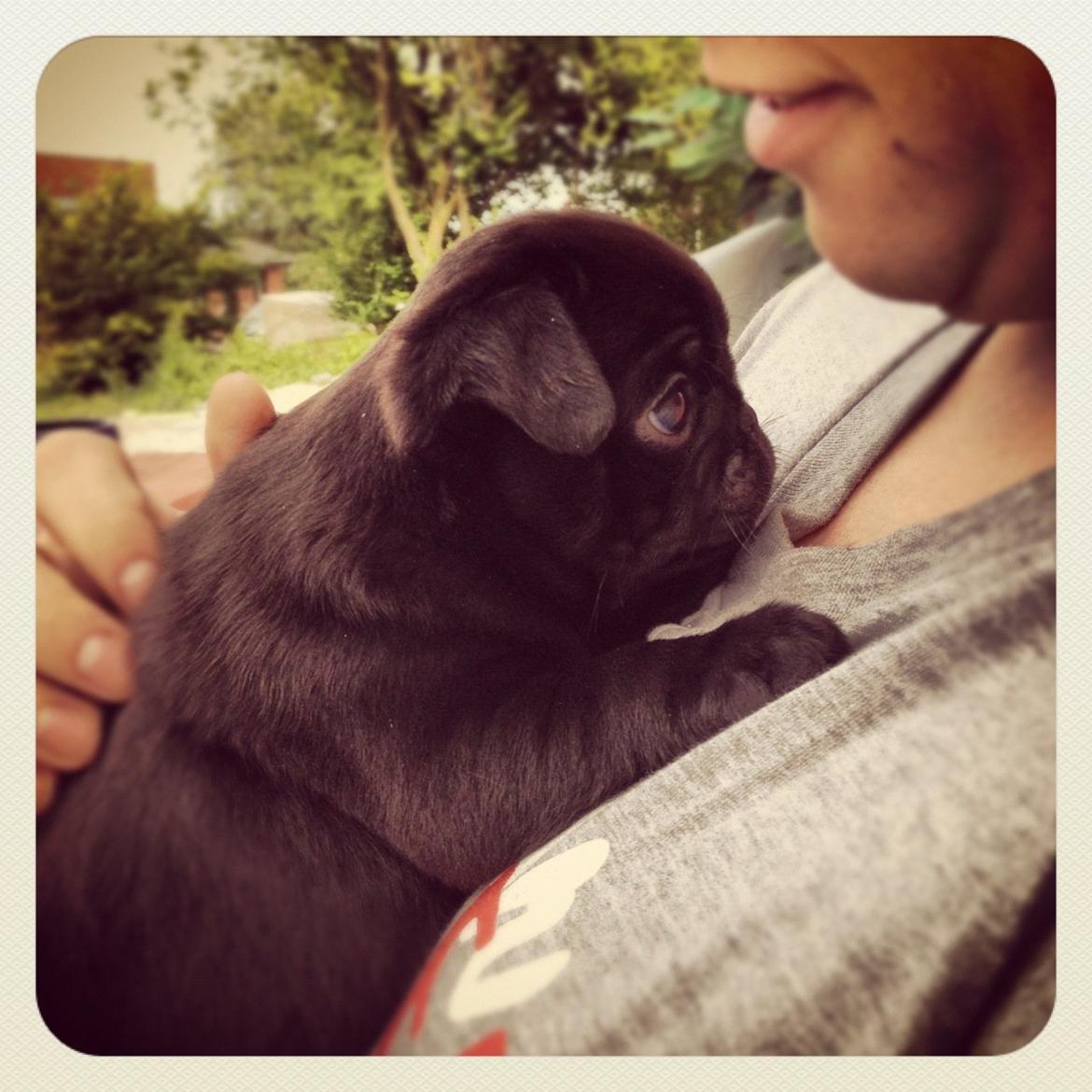 Mops Charlie billede 11