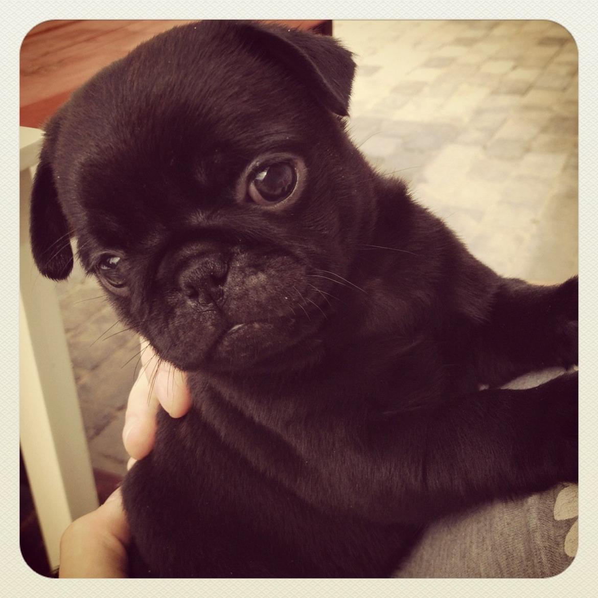 Mops Charlie billede 10