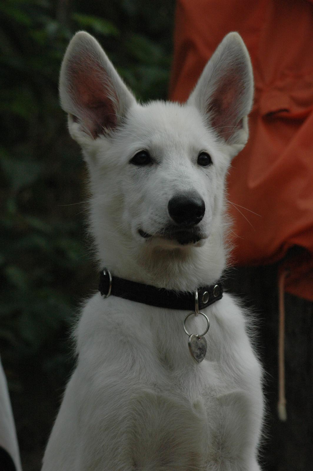 Hvid Schweizisk Hyrdehund Canto *R.I.P. Februar 2013 ;(* - August 2012 billede 12