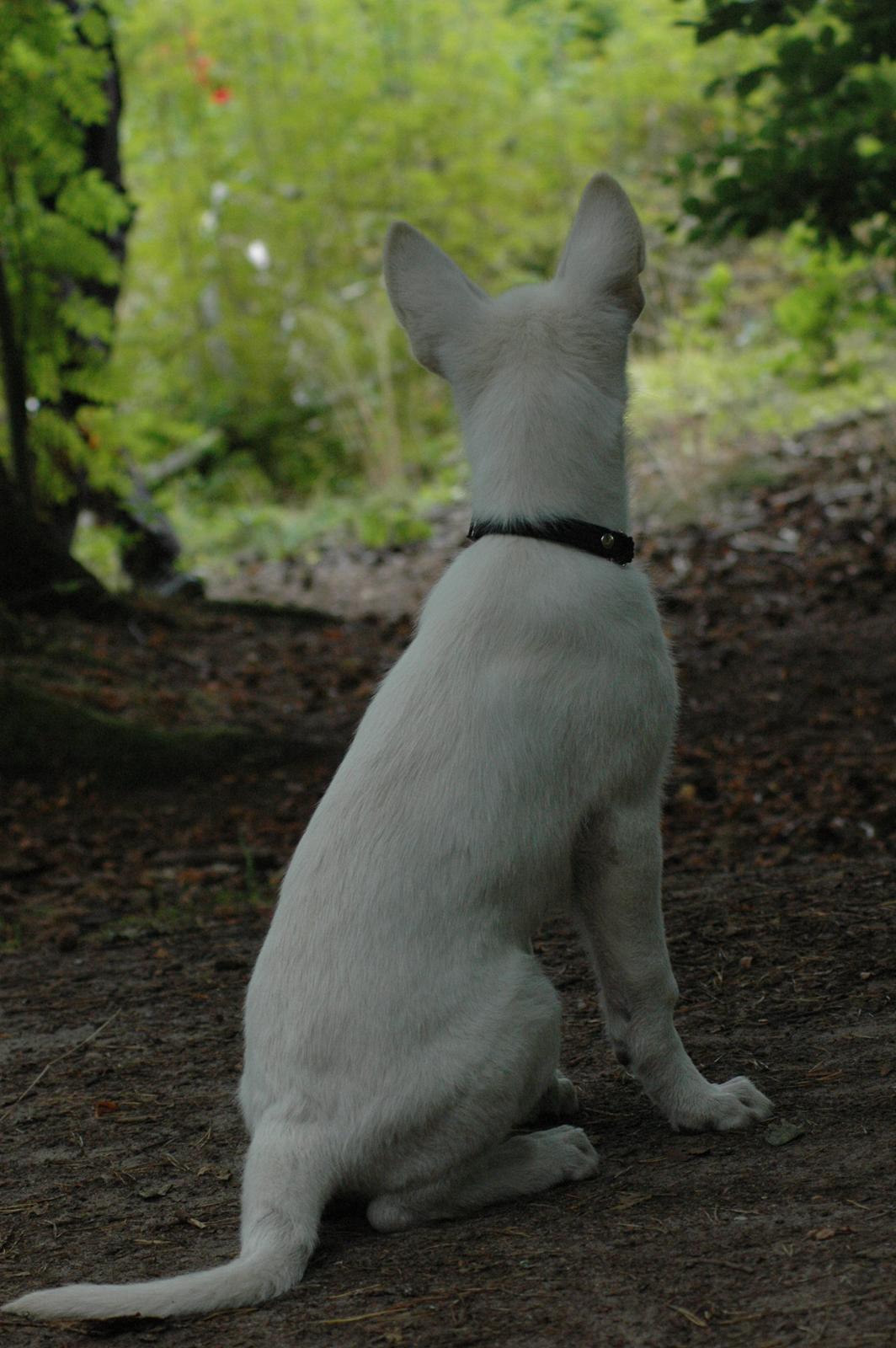 Hvid Schweizisk Hyrdehund Canto *R.I.P. Februar 2013 ;(* - August 2012 billede 18