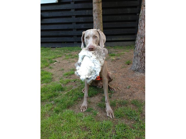 {{currentPhoto.altText}} billede {{currentPhoto.number}}