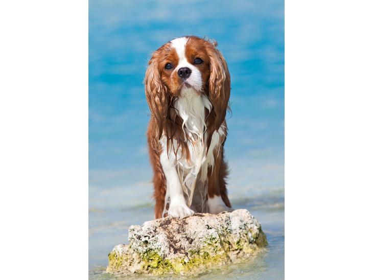 Cavalier king charles spaniel Bazil - Copyright Tosafoto billede 1