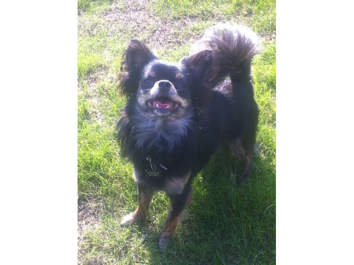 Chihuahua Luca - Sol og Sommer kan vi li'! Og leg! billede 1
