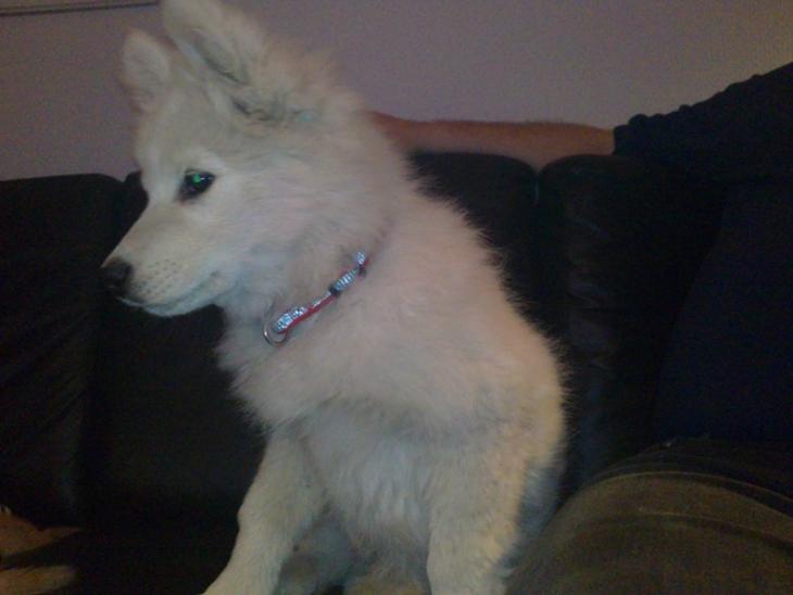 {{currentPhoto.altText}} billede {{currentPhoto.number}}