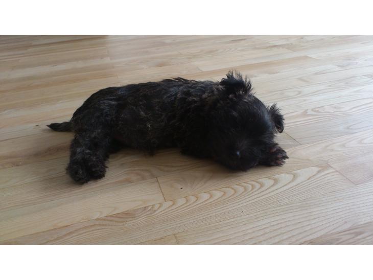 {{currentPhoto.altText}} billede {{currentPhoto.number}}