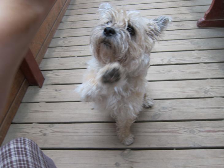 {{currentPhoto.altText}} billede {{currentPhoto.number}}