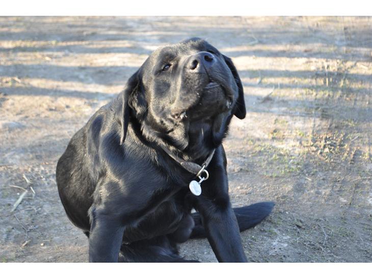 Labrador retriever Joe billede 1