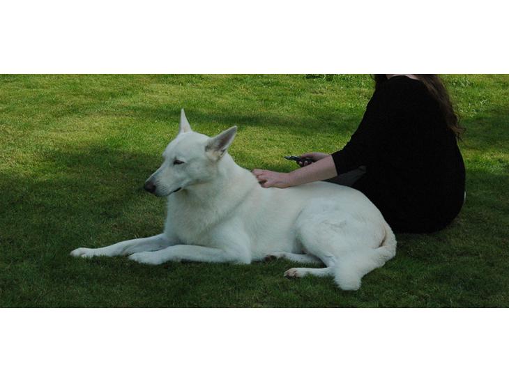 Hvid Schweizisk Hyrdehund Baldo *R.I.P. 02.03.2012 ;(* billede 1