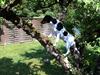 Dansk svensk gaardhund Buster