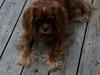 Cavalier king charles spaniel Zobell [ Himmelhund]