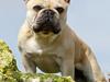 Fransk bulldog Chaque Chameur
