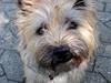 Cairn terrier Nova R.I.P.