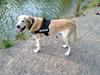 Labrador retriever King [ Himmelhund]