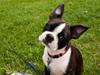 Boston terrier Viggo