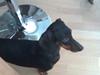 Gravhund fie pigen [ Himmelhund]