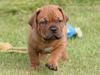Dogue de bordeaux Shadow of oak Highlander Finni / Loui