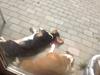 Basset hound Finessa