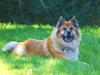 Eurasier Vænget's Call Me Lucky [ Himmelhund]