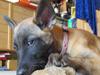 Malinois Soffi