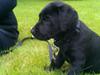 Labrador retriever Mille