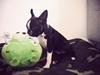 Boston terrier Bodil