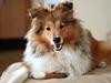 Shetland sheepdog Kenzo