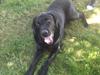 Labrador retriever Balto