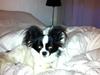 Chihuahua chica