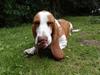 Basset hound Bessie