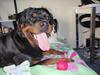 Rottweiler Udessa