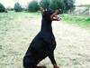 Dobermann Aishia