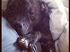 Staffordshire bull terrier Galeo Staff's Dailo Delight "Dino" (plejebarn)