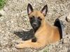 Malinois Chico von den belgischen Wölfen Malinois Chico von den belgischen Wölfen