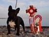 Fransk bulldog Rehab´s Whisky aka Vincent aka Hr. Vimse