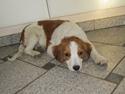 Kooikerhondje Micha