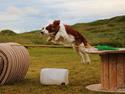 Welsh springer spaniel Siffe