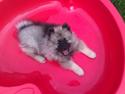 Keeshond Kees Rock Hurler Obelix