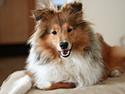 Shetland sheepdog Kenzo