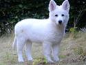 Hvid Schweizisk Hyrdehund Britaje Amira Angélique